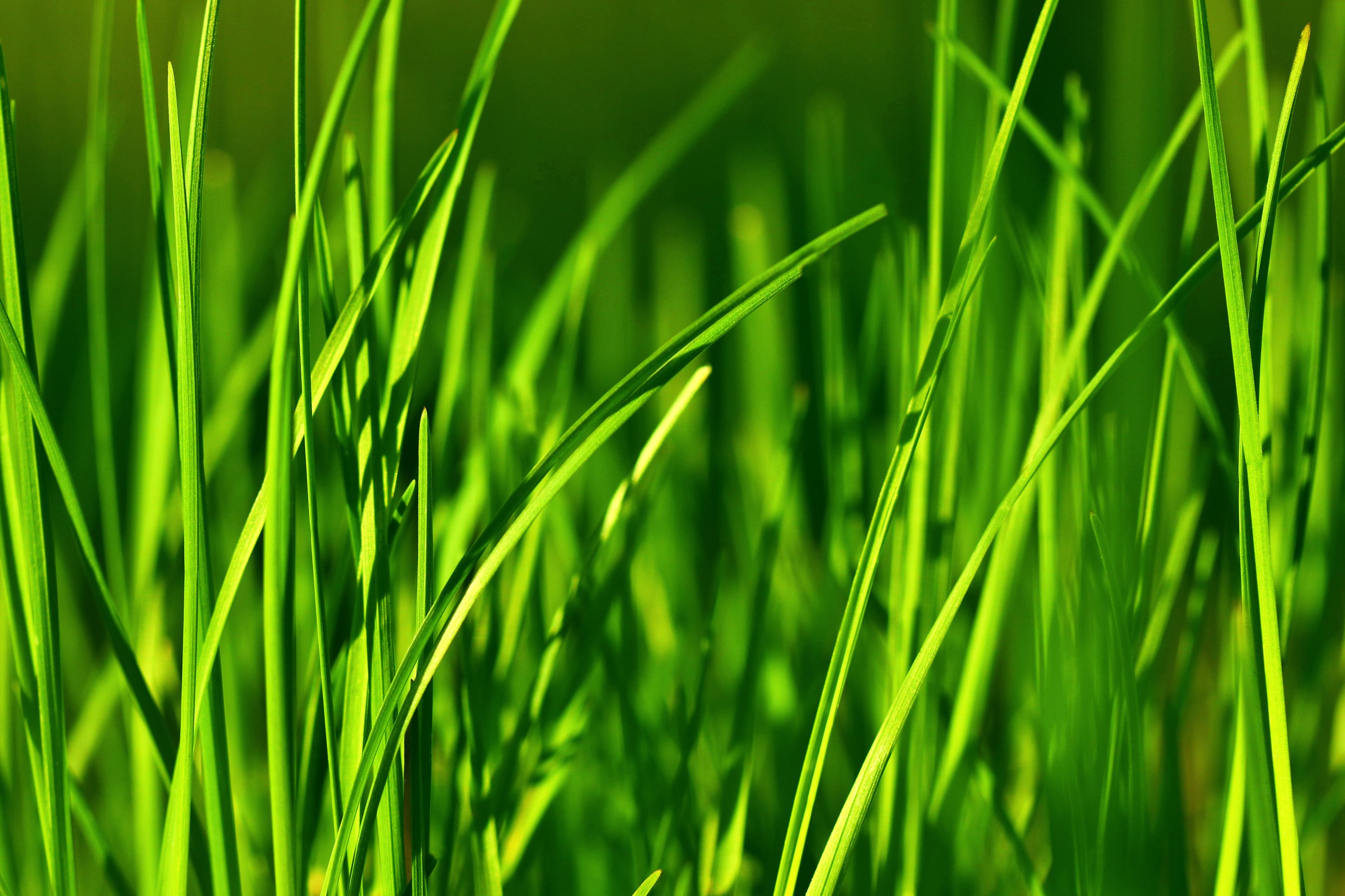 Close-up photo of a grass stain
